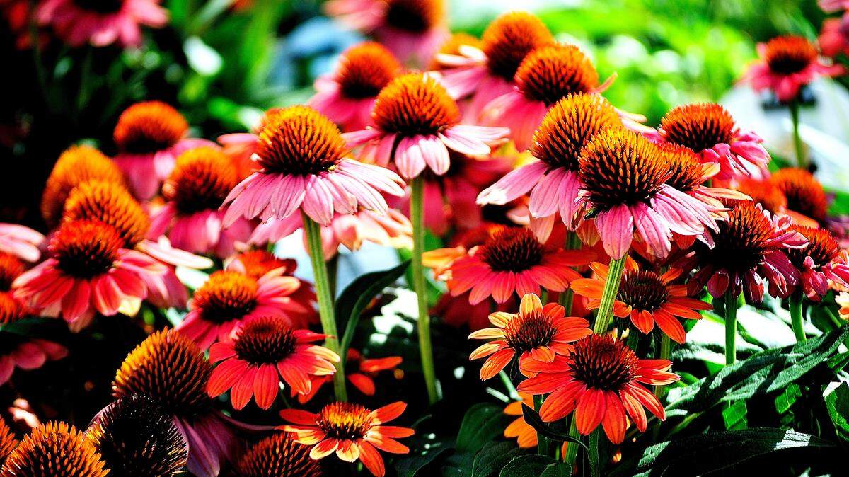 LIFE HOME-ONGARDENING MCT