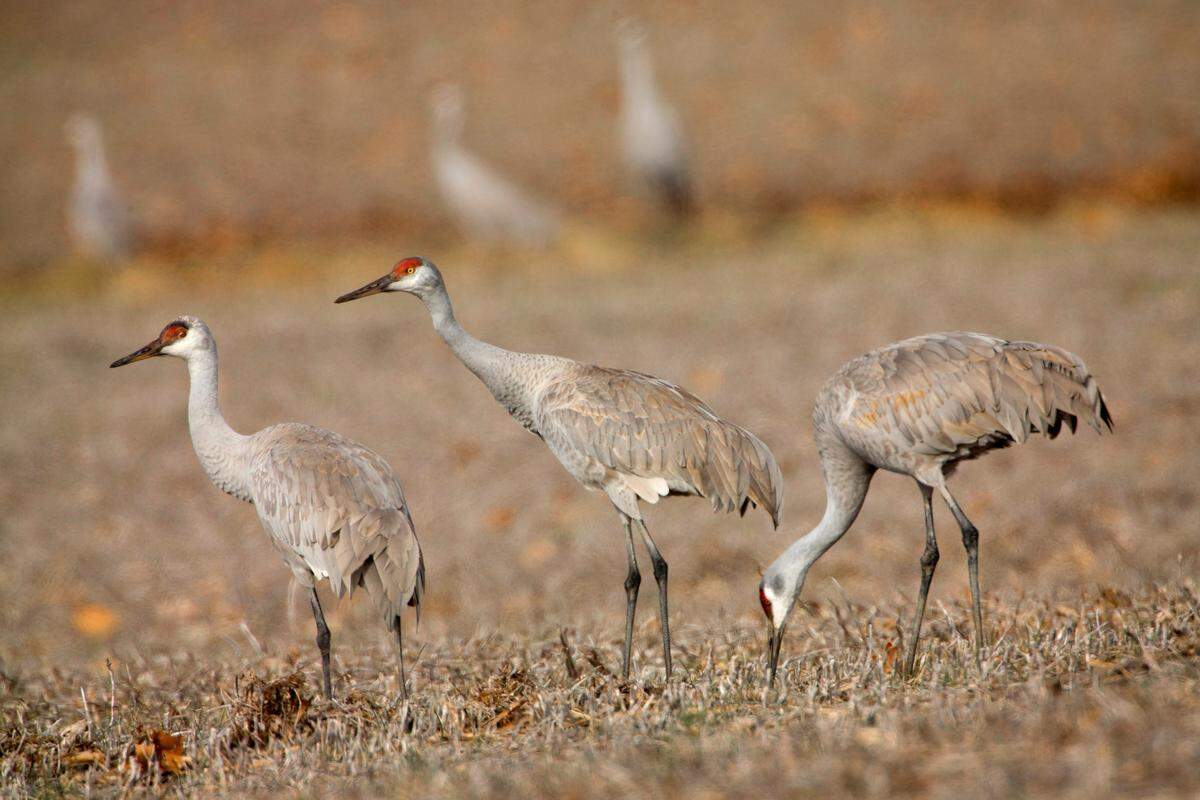 Sand Hill Cranes Photo Gallery