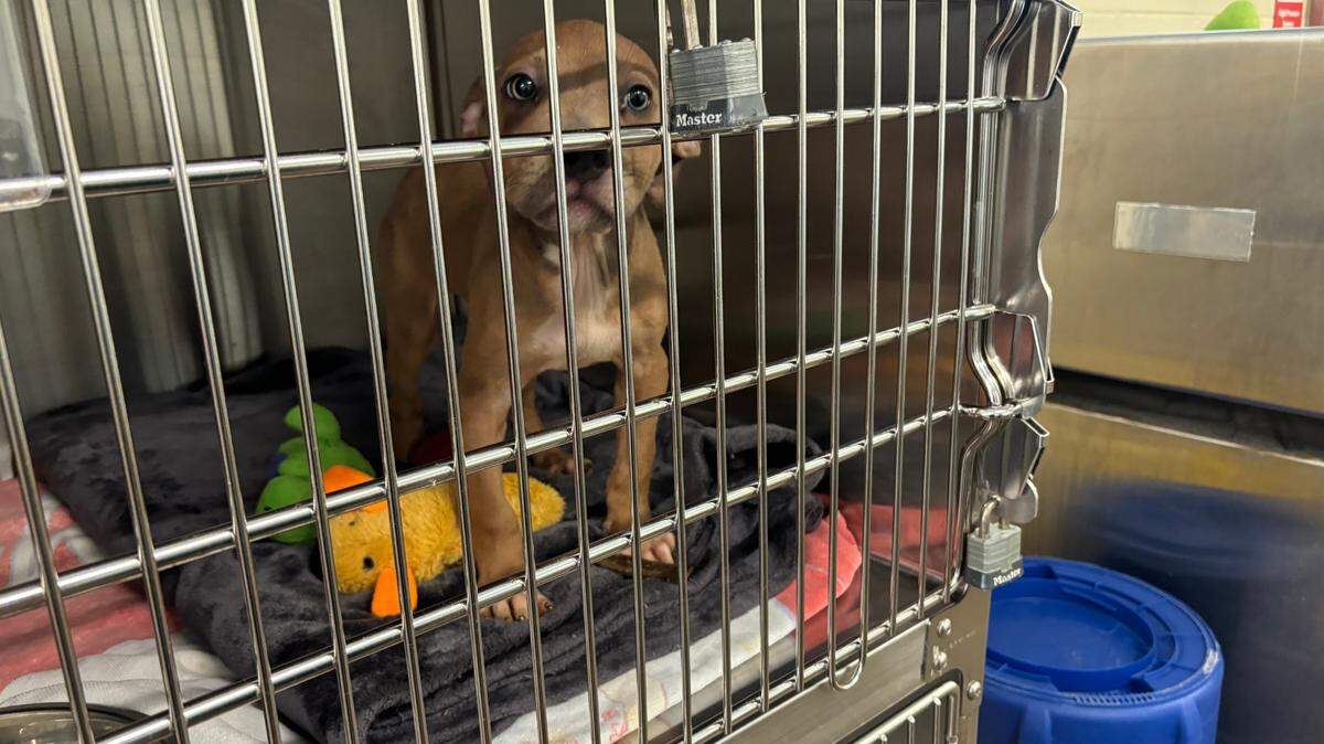 Simon, a puppy, is up for adoption at the Lexington Humane Society. In this photo, he looks out from the bars of his cage with big blue eyes. 