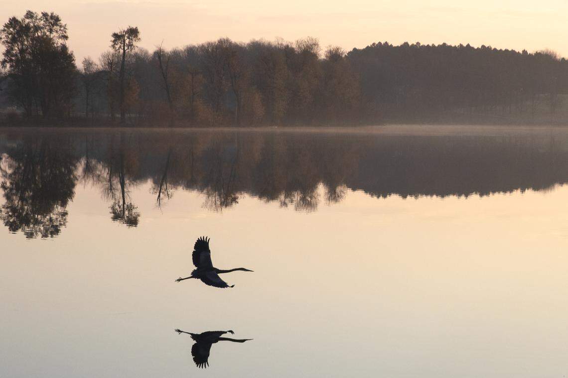A great blue heron flies over the reservoir at Jacobson Park in Lexington, Ky., Tuesday, Nov. 19, 2019.