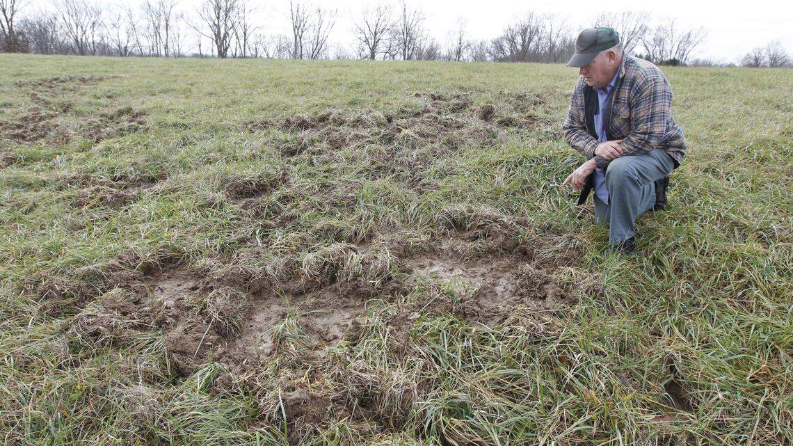 "They're just rooting my farm up," Randy Kelley of Henry County said of the wild pigs that have been roaming on his farm for about five years. "They just go through your fields and tear it all to pieces."          