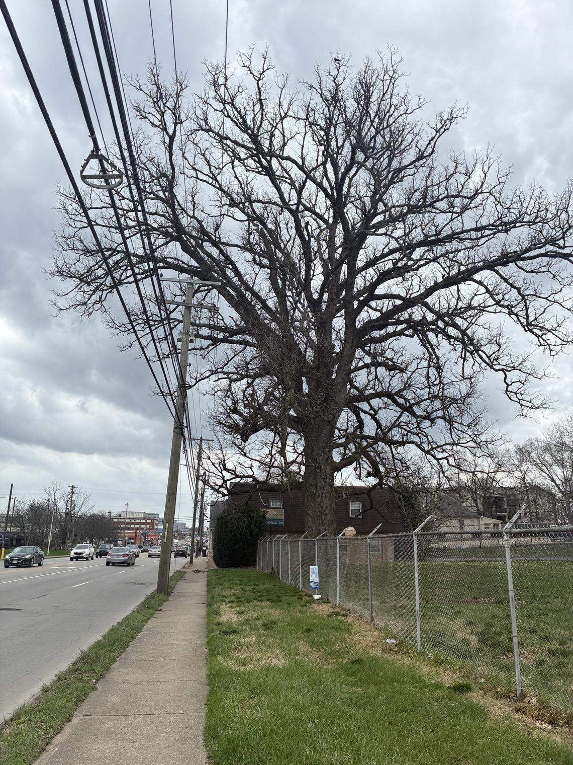 GMH Communities, which wants to build a six-story student apartment complex on South Broadway in Lexington, Ky, has pledged not to cut and to protect a bur oak tree, believed to be more than 300 years old.