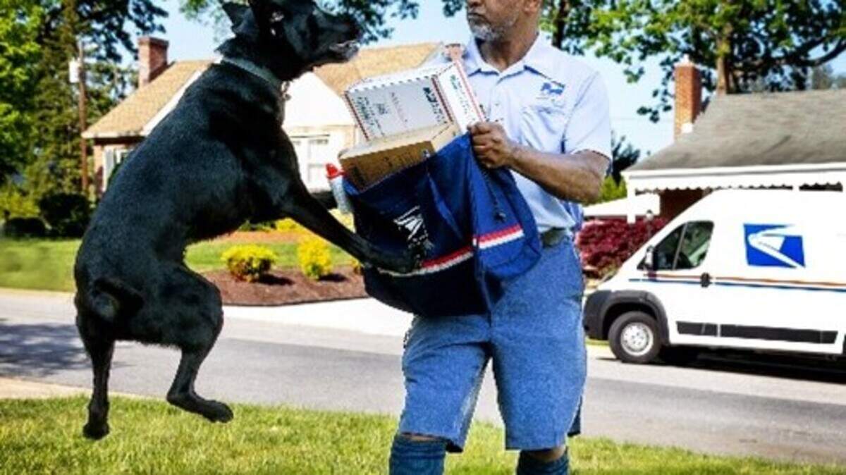 A mail carrier demonstrates how to ward off a dog attack with a mail satchel. The U.S. Postal Service has launched a public awareness campaign aimed at reducing dog attacks on mail carriers.