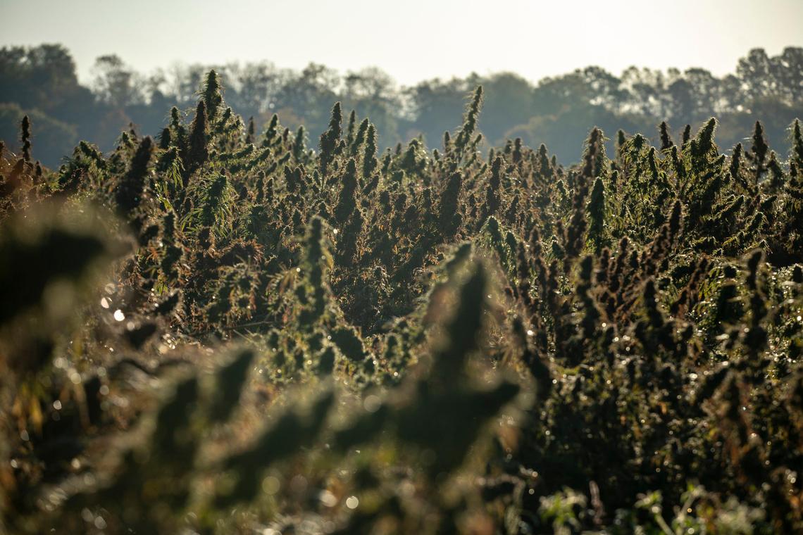 Furnwood Farm grew hemp for GenCanna for several years. The processor disputes claims that it has hurt the farmers.