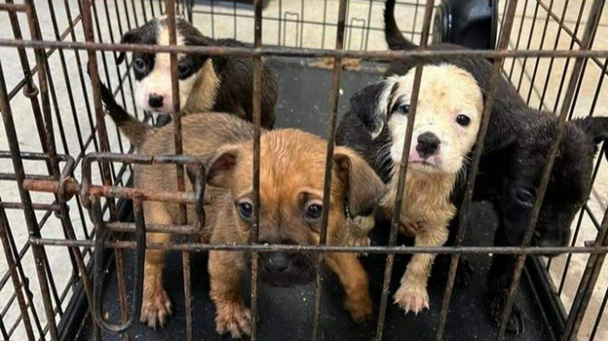 Five puppies were found in a rusty crate in a Pizza Hut dumpster, a Kentucky shelter said. Only four puppies survived. 