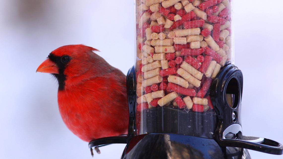 LIFE HOME-DIGGIN-IN 1 NN