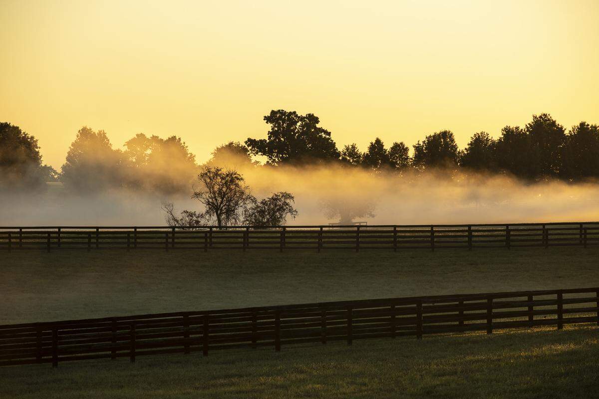 Morning fog is illuminated by the rising sun in a field near Old Frankfort Pike on Tuesday, June 11, 2019. 
