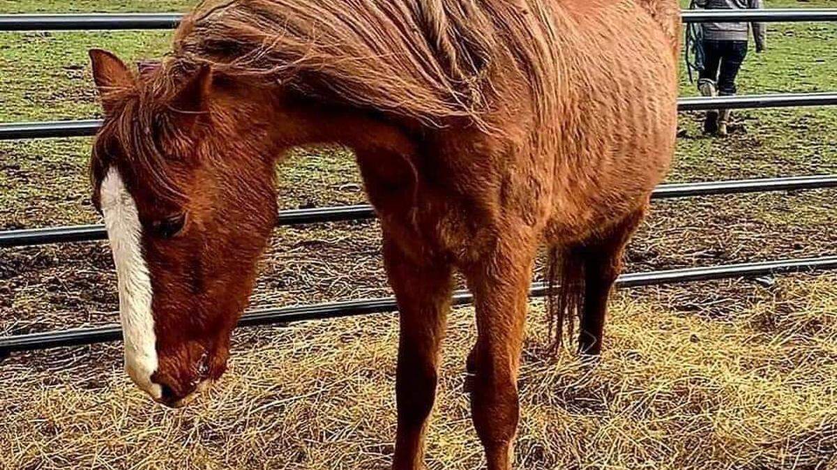 Authorities seized more than 40 horses in Boyle County in 2020 in an animal-cruelty investigation, including this mustang named Casper. Some of the horses were in such bad shape they had to be put down, but Casper recovered.