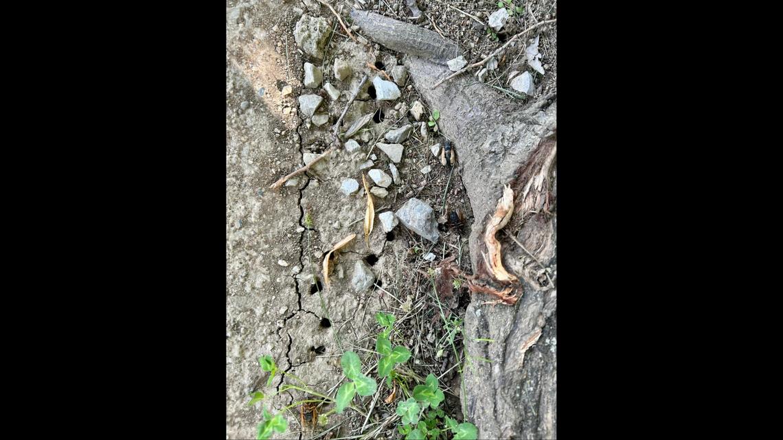 Cicada emergence holes, as sighted near Kirklevington Park in Lexington.