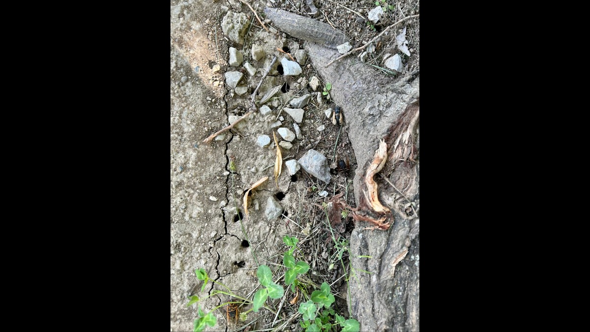 Cicada emergence holes, as sighted near Kirklevington Park in Lexington.