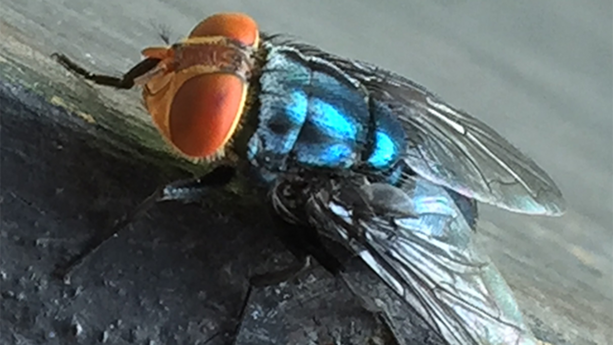 Adult female New World screwworm flies lay eggs in open wounds of warm-blooded animals.