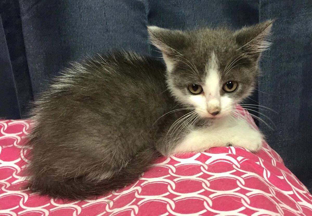 Jenna is one of several cats at Tri-County Animal Shelter in need of a new home. To reach the shelter, call 606-784-4930.