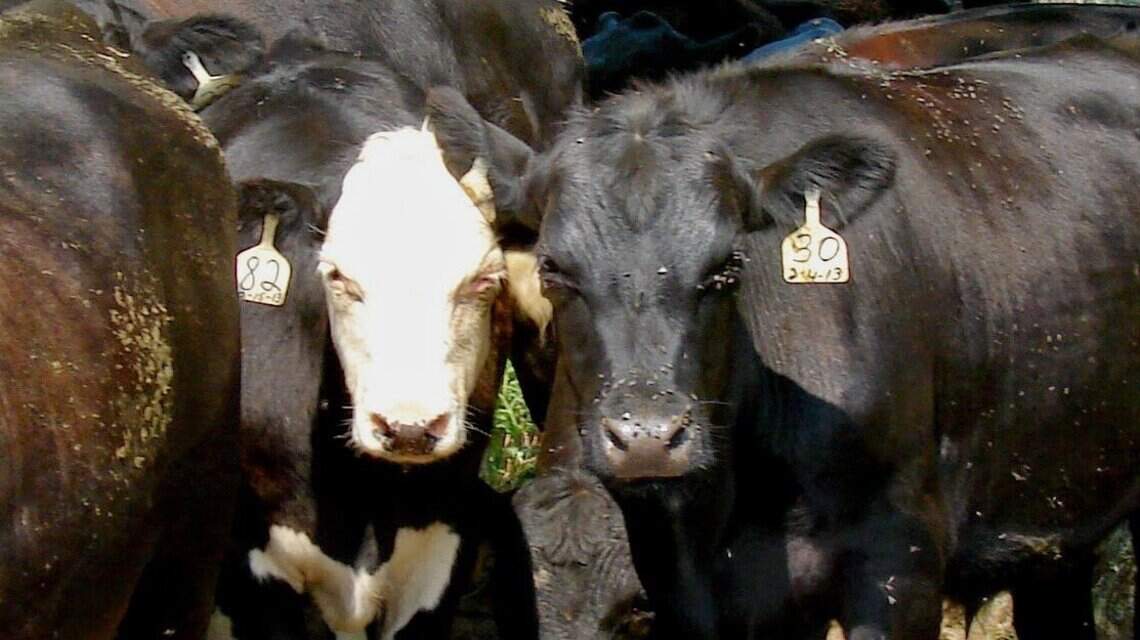 Man pleads guilty to stealing federal funds through cattle operation in KY