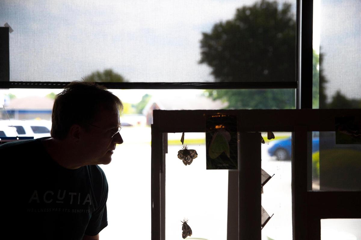 David Saier, of Lexington., looks at butterflies May 24 at Luna’s Coffee, Wine & Butterfly Cafe.