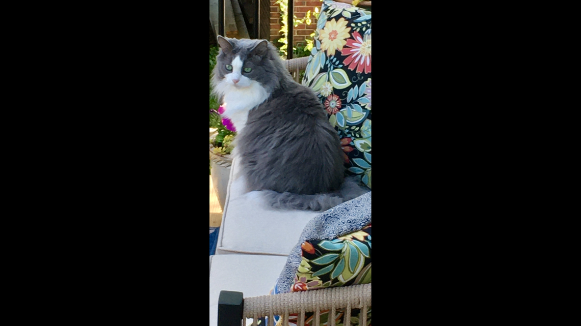 Lily is one of four semi-finalists competing to be crowned Kentucky's cutest cat.