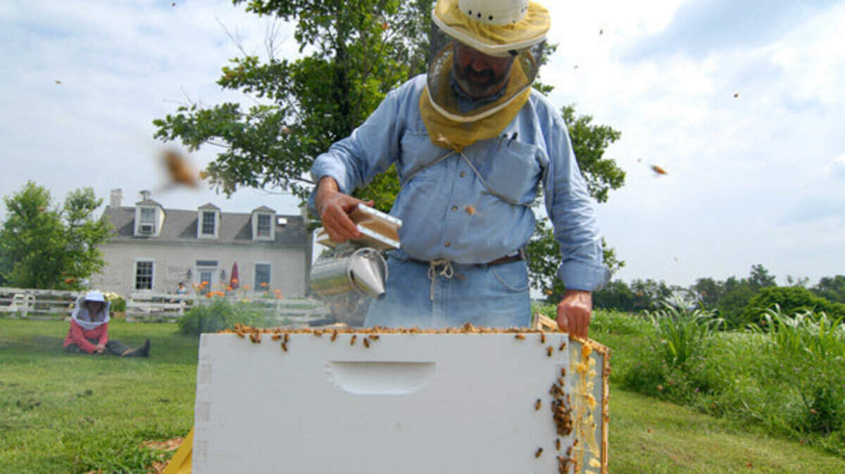 Phil Craft, who had been the state apiarist for 12 1/2 years, was let go earlier this month when new Agriculture Commissioner James Comer took office. Here, Craft is smoking bees to calm them.