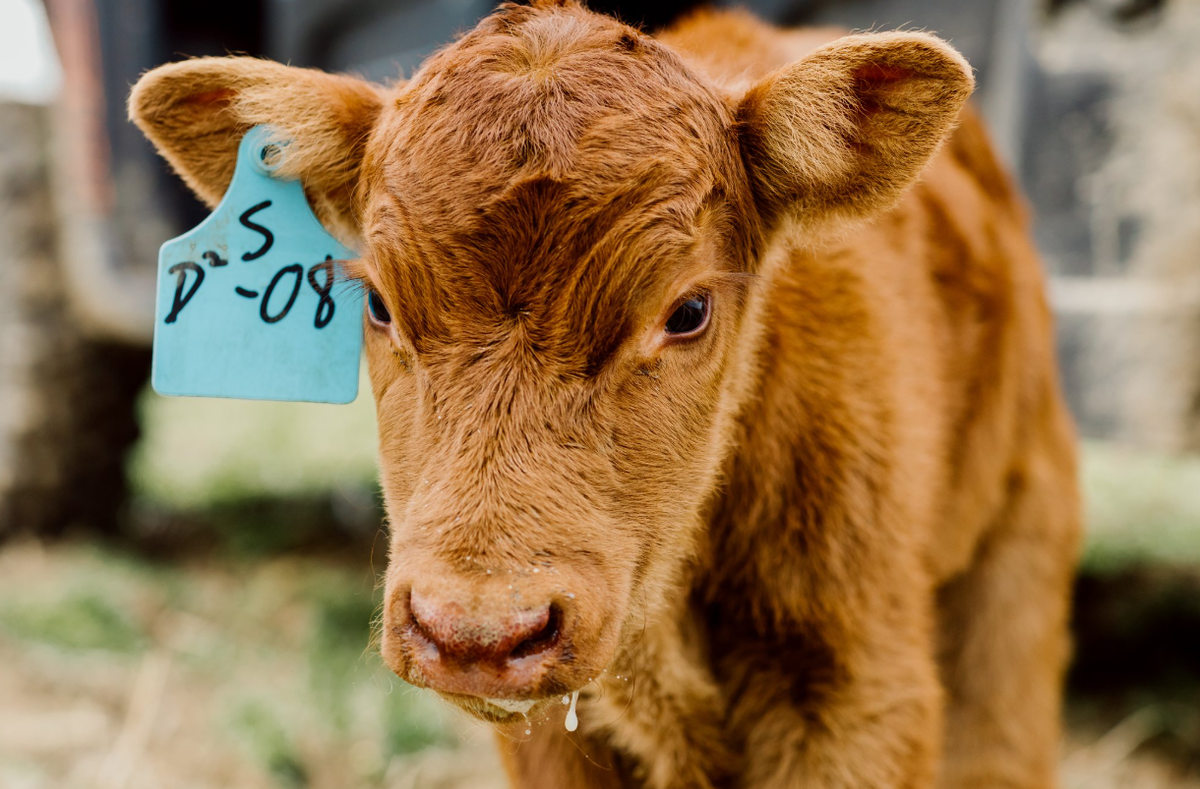 At Hayden Farms, calves are weaned off their mothers at around seven months. Then, they’ll graze on grass for another three to four months before being finished at a feed lot for another four to six months where they reach 1,500 pounds.