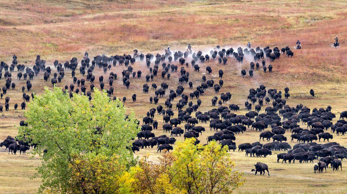 Each fall, the ground rumbles and the dust flies as cowboys, cowgirls and park crews saddle up to bring in the thundering herd. The annual roundup, held the last Friday in September, is open to the public. In 2019, the Roundup is scheduled for September 27.