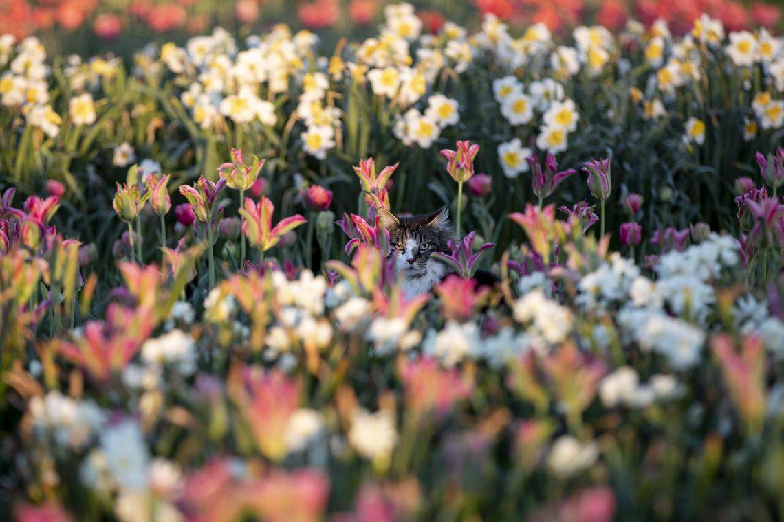 An expressive cat hides among daffodils and tulips at The Arboretum, State Botanical Garden of Kentucky on Tuesday, April 16, 2019.