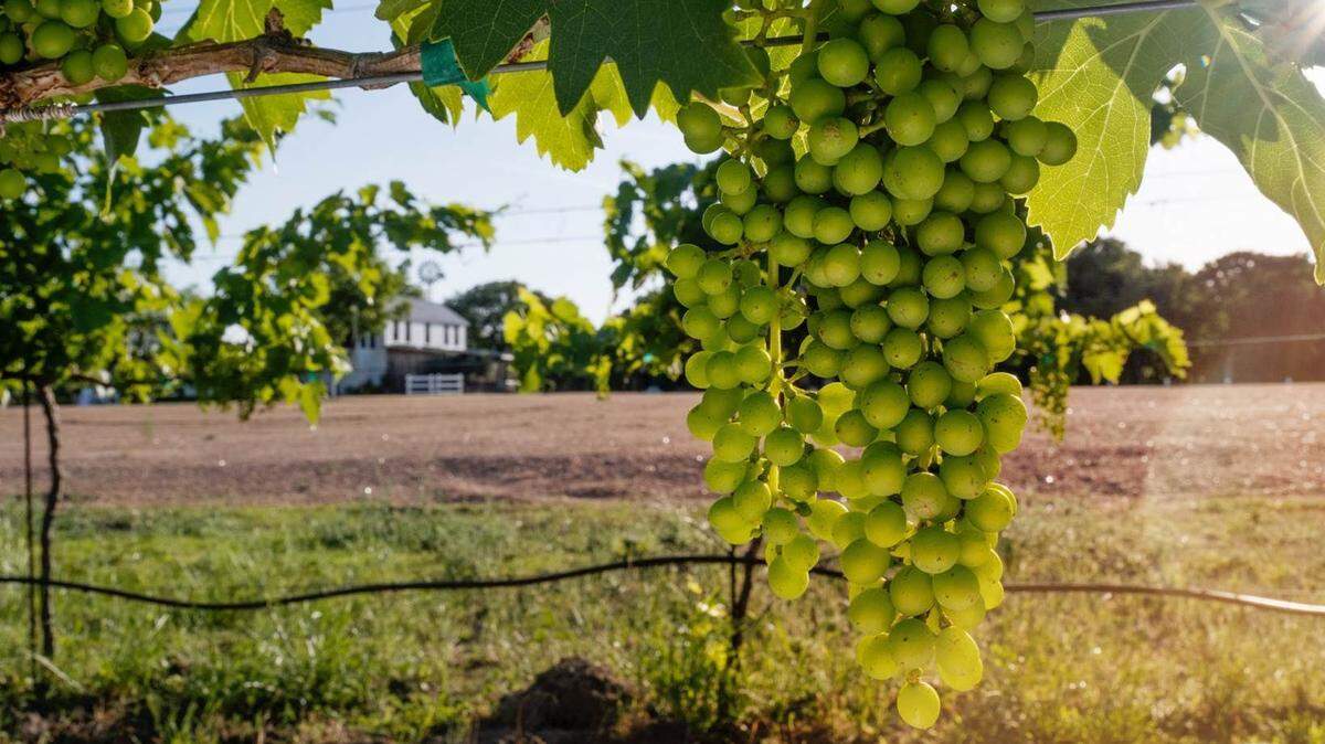 Visitors can get a curated wine tasting in the tasting room at Signor Vineyards.