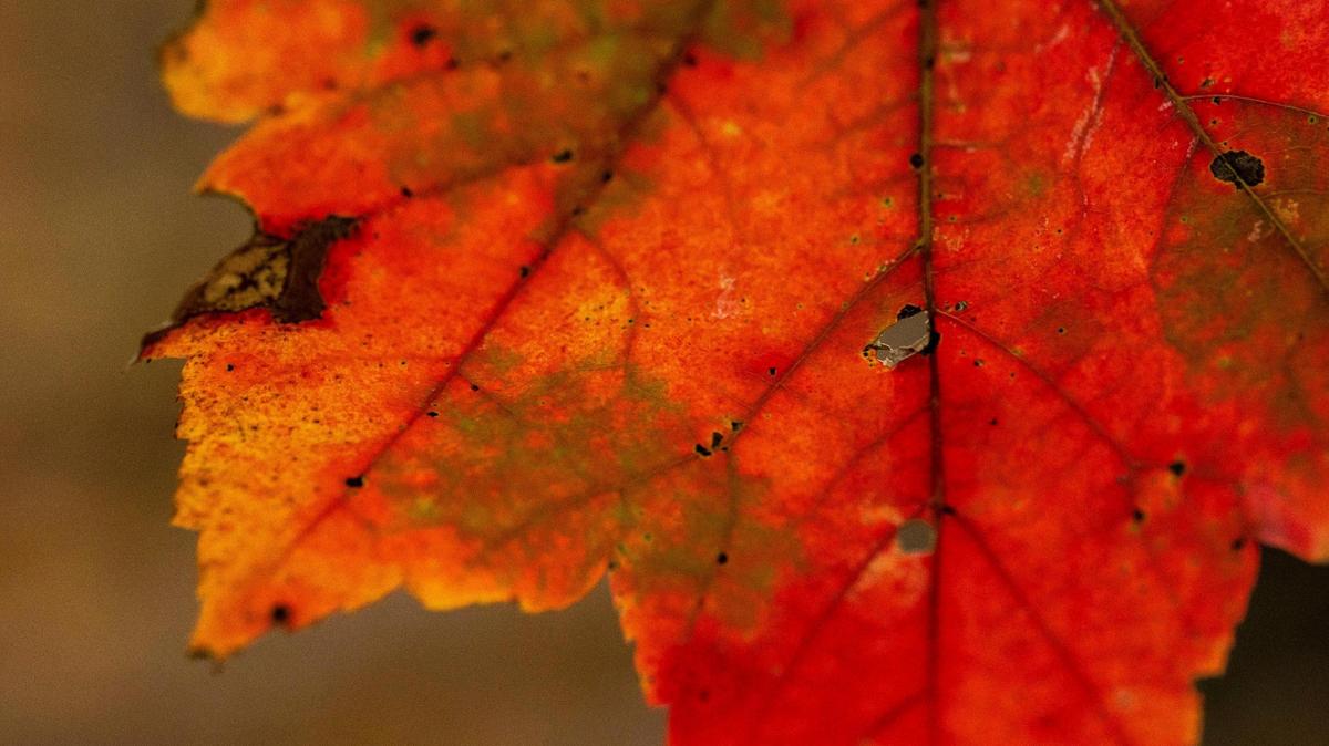 Lexington’s poorest, most diverse neighborhoods are also some of the hottest. Planting more trees may help.