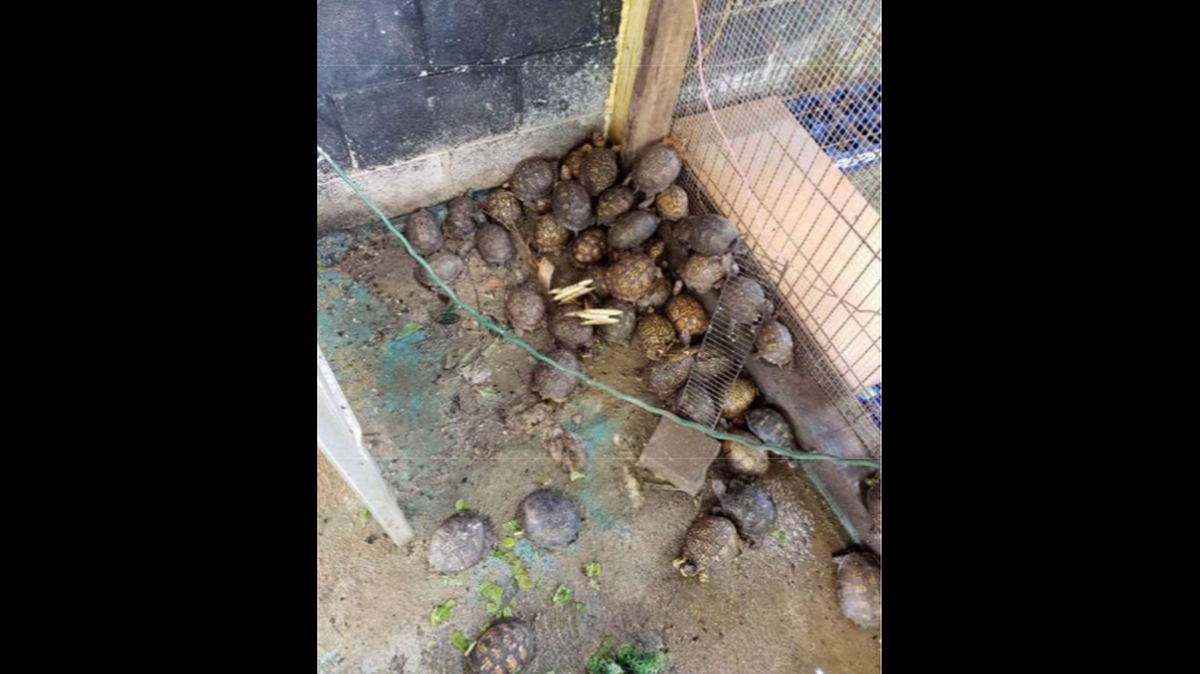 A Kentucky man was charged in September 2021 with illegally selling turtles. A wildlife officer took this photo of turtles at the man’s house.