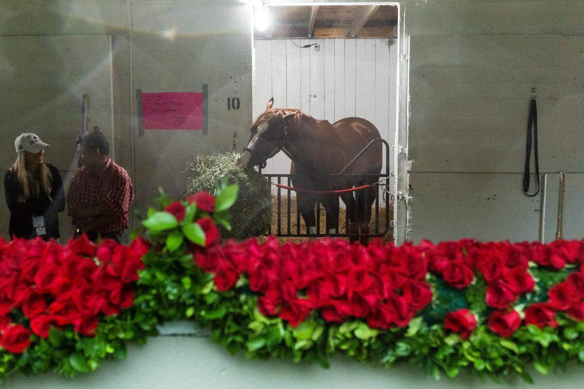 Mage, stabled near the garland of roses after his Kentucky Derby victory, nibbles on some hay Sunday morning in Louisville.