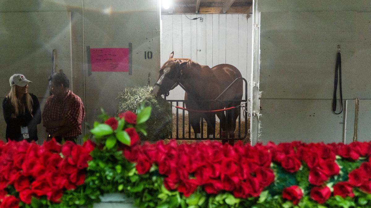 Mage stabled next to the garland of roses displayed after winning the 149th running of the Kentucky Derby at Churchill Downs in Louisville, Ky., Sunday, May 7, 2023.