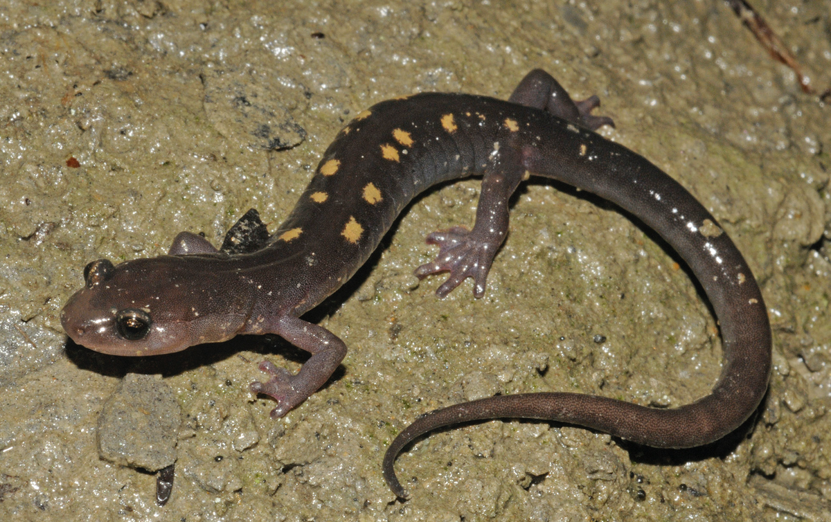 A photograph of a bluish-gray with two rows of yellow spots running along its back. The yellow-spotted woodland salamander is said to be on the brink of extinct by advocates.