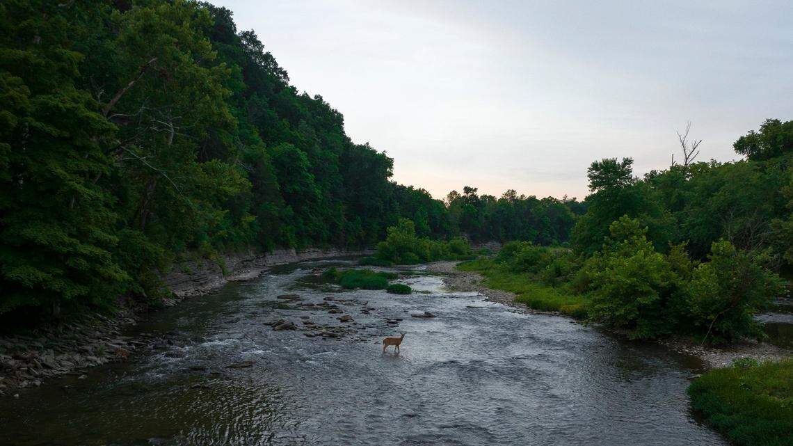 A deer stands in Elkhorn Creek in Franklin County, Ky., near Peaks Mill Road July 24, 2022.