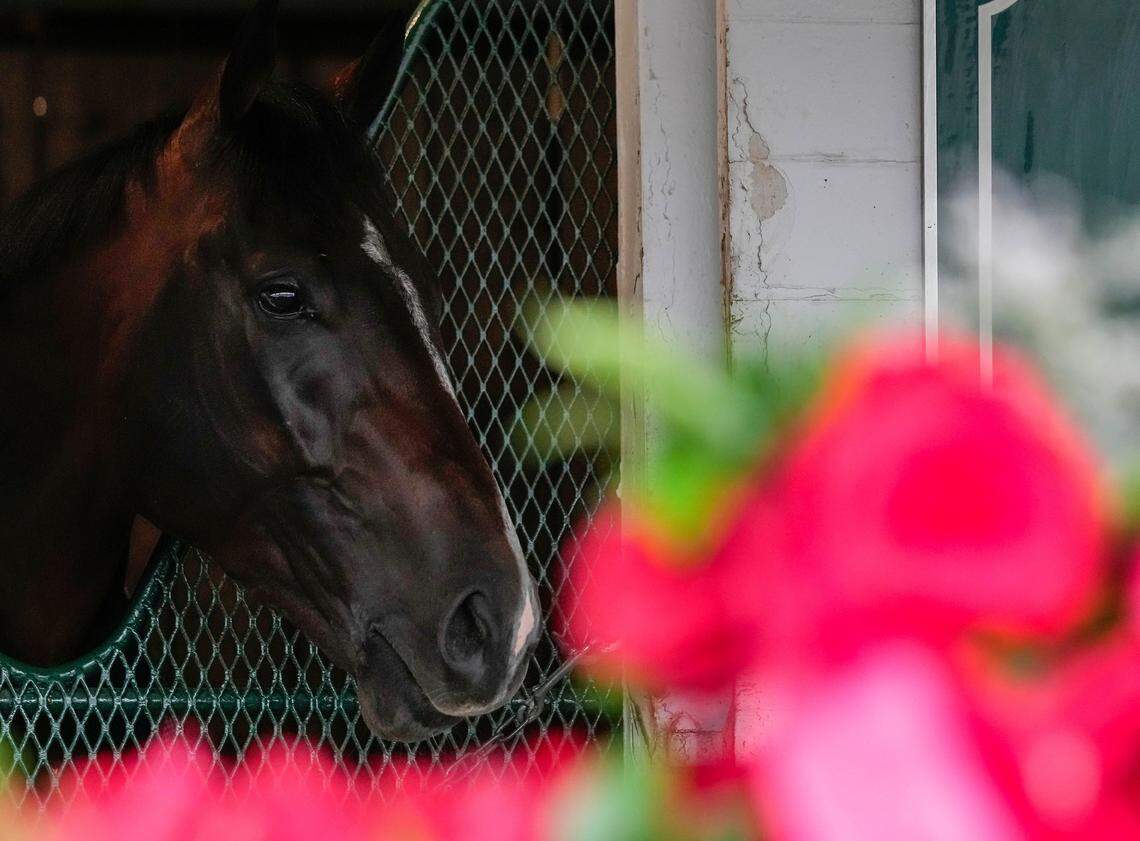 Sovereignty is seen with the blanket of red roses outside of his stall Sunday, May 4, 2025, the morning after winning the 151st running of the Kentucky Derby at Churchill Downs in Louisville.