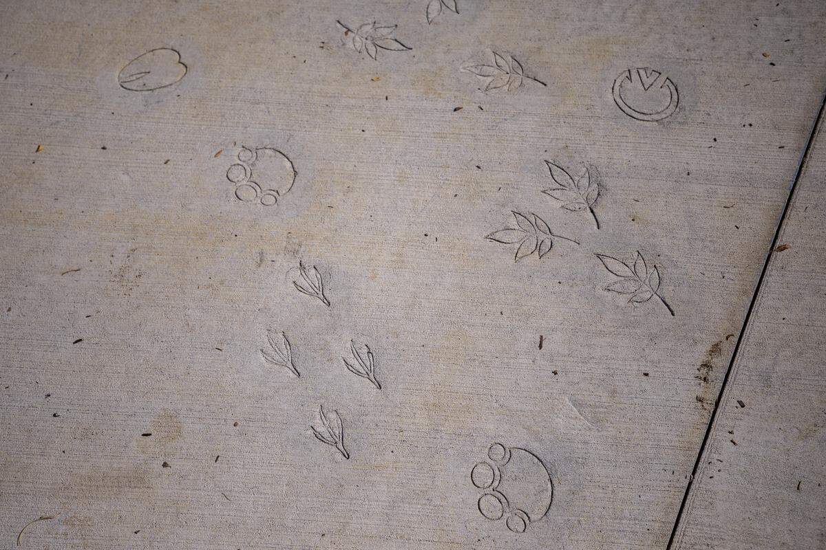 Animals tracks, on the sidewalk, which show animals that would have been seen next to the creek during a tour on Thursday, Aug. 14, 2025, at Gatton Park on the Town Branch in Lexington, Ky. 