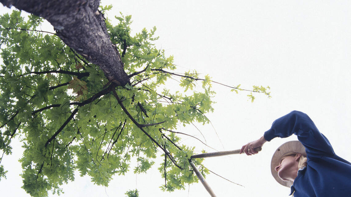 Can you trim your neighbor’s tree if branches hang over your yard in Illinois?