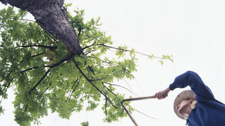 Can you trim your neighbor’s tree if branches hang over your yard in Illinois?