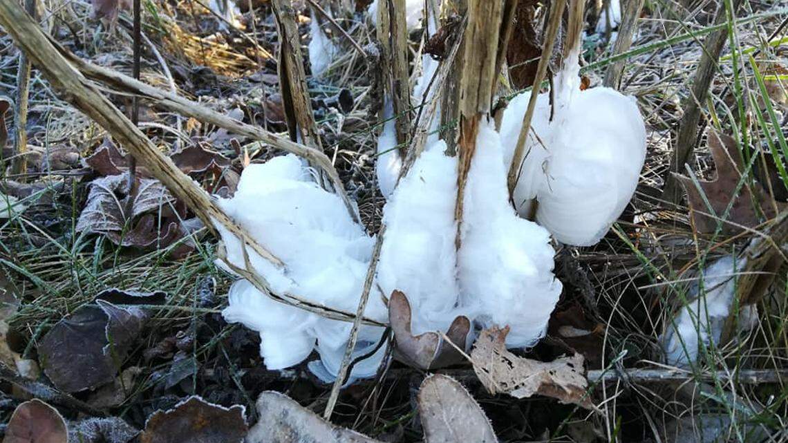 When temperatures drop during early frosts in Missouri, the sap in some plant stems freezes and bursts to create flower-like ribbons of ice, according to state officials.