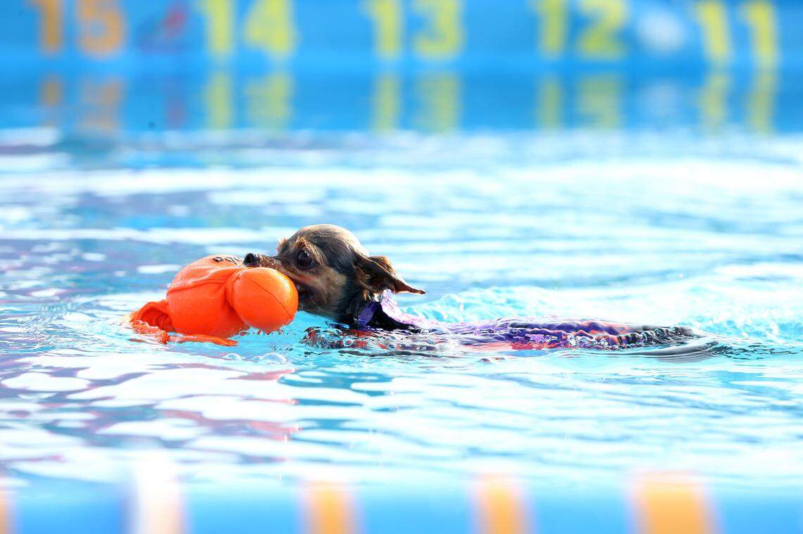 Dash swam with the wubba following his jump at a qualifier for the North American Dog Diving Championships at Kentucky Horse Park Saturday, Aug. 31, 2019.
