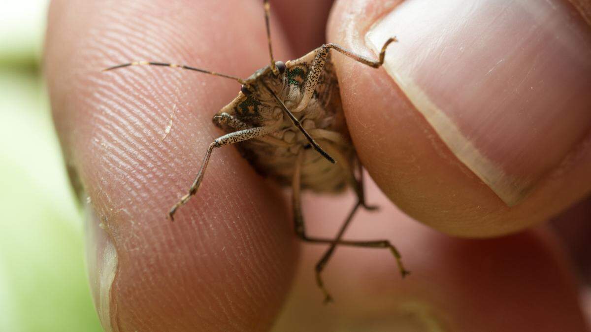 Halyomorpha halys, the brown marmorated stink bug