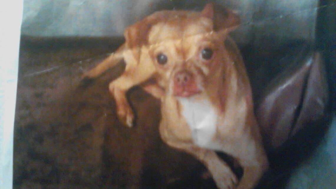 Peanut, a  Chihuahua, was mistakenly euthanized.