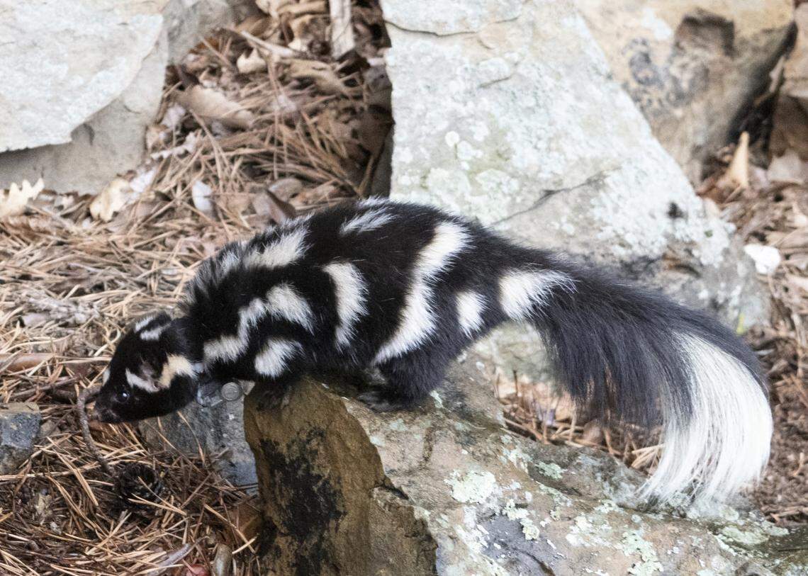 Eastern spotted skunk