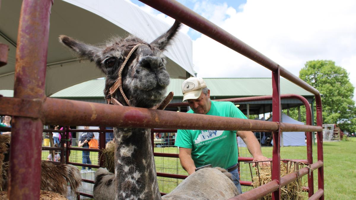 Mike Young brushes Augusta the llama after its shearing at the Kentucky Sheep and Fiber Festival on Saturday at Masterson Station Park in Lexington.