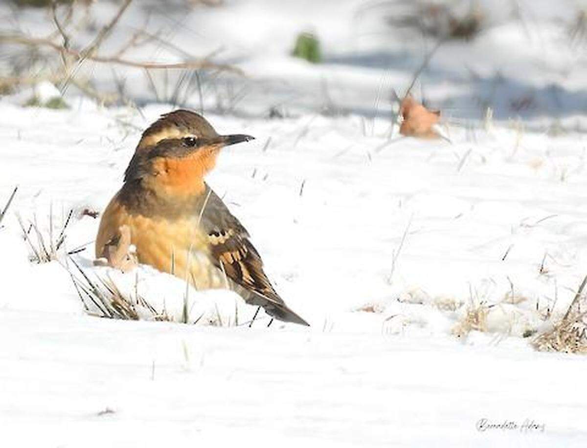 A varied thrush was spotted on Edgemoor Drive in Lexington, Ky., Jan. 16, 2025, and it’s been attracting birdwatchers hoping to catch a glimpse ever since.