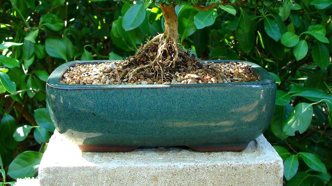 This boxwood is one of Joe Dietz's bonsai trees.  
