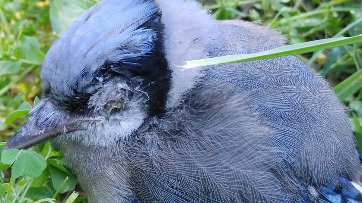 One of the types of birds affected by a mysterious condition.