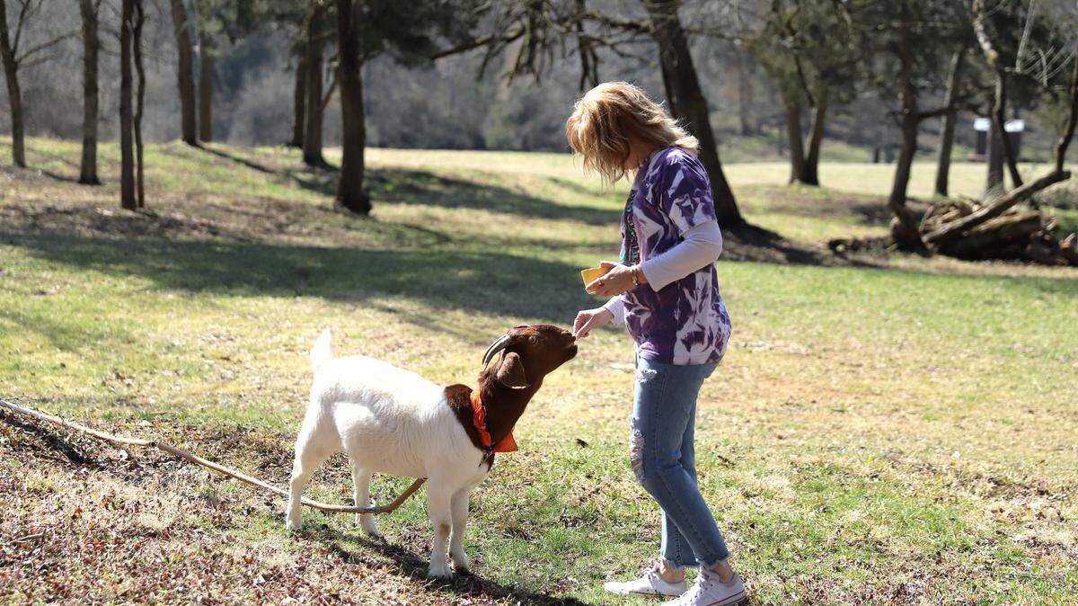 Angie Siemer of Lancaster, Ohio, petted “Ethel” while visiting Picnic with Goats in Lexington on Saturday, March 5th. Photo by Rob Bolson.