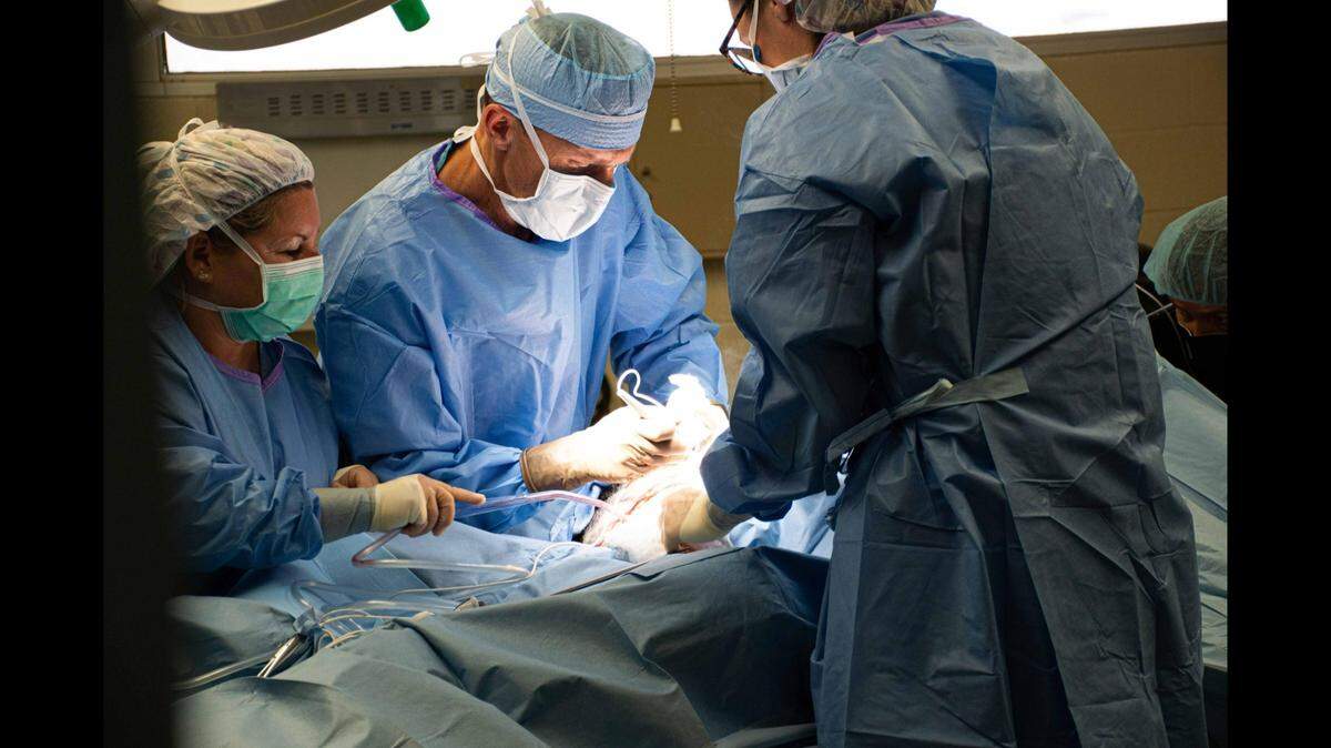 Jelani, a world-famous silverback gorilla from the Louisville Zoo, recently underwent surgery to remove a mass attach to the gorilla’s appendix.