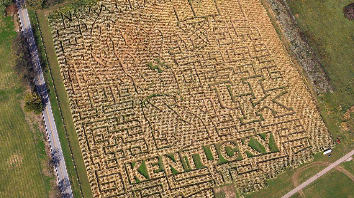 A giant corn maze honoring at Kelley Farms on Old Richmond Road honors the University of Kentucky basketball team's 2012 national championship.  Photo by Charles Bertram | Staff