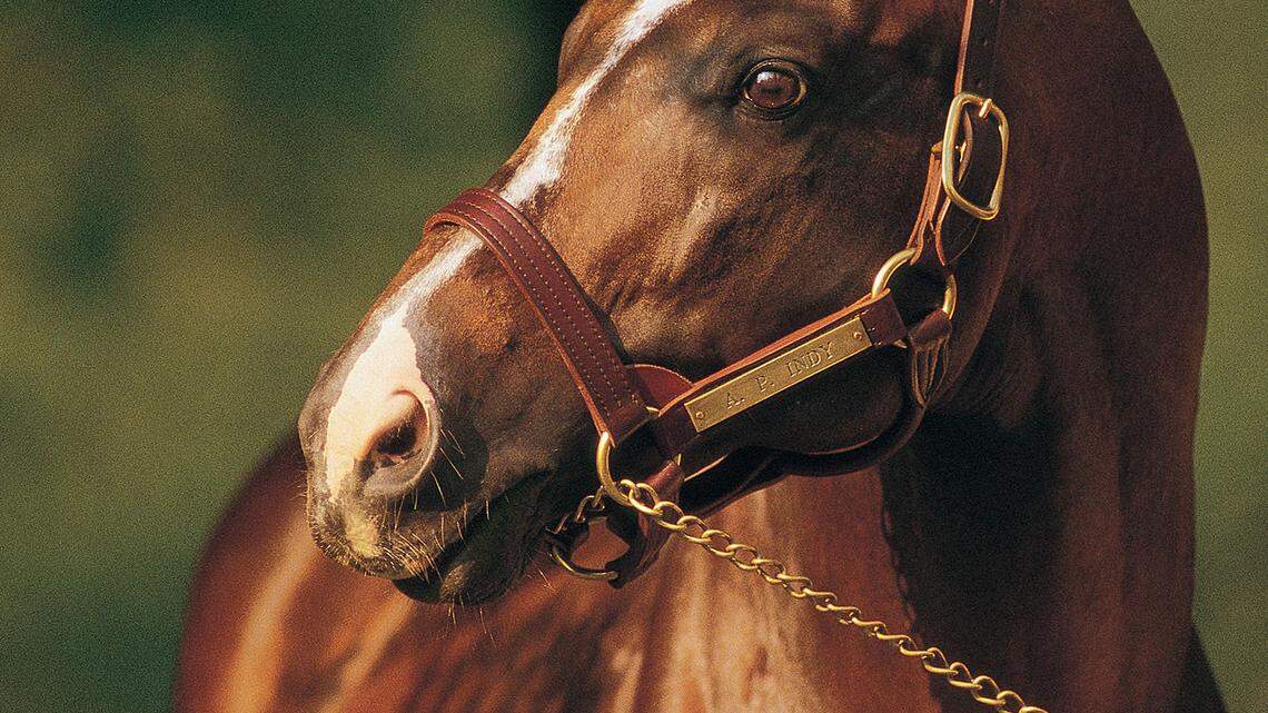 A.P. Indy retired from stud duty at Lane's End Farm in April 2011, but the Thoroughbred legend's influence still looms large in his offspring and his offspring's offspring.      
