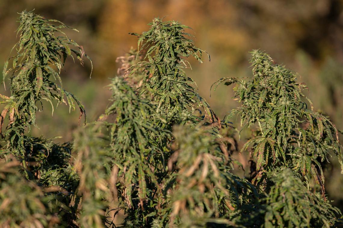 Hemp grows on the Furnwood Farm near Cynthiana in October. The farmers have sued GenCanna for $5 million; the case is in arbitration. GenCanna also is facing a petition to force it into bankruptcy.