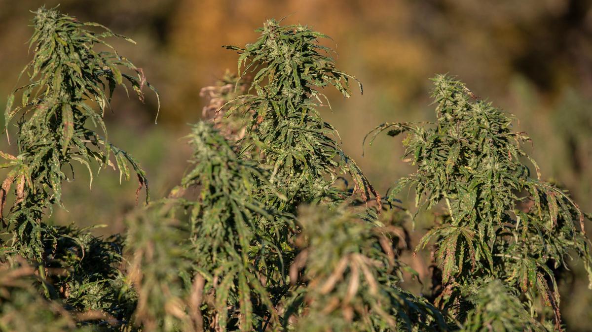 Hemp grows on the Furnwood Farm near Cynthiana, Ky., Thursday, Oct. 24, 2019.