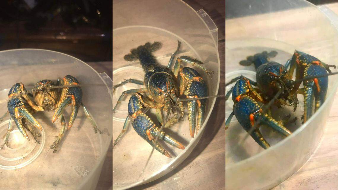 A school morning took a turn when a family in Russell Springs, Kentucky, found a rare blue crayfish in their garage. “A wild little thing,” the mom said.